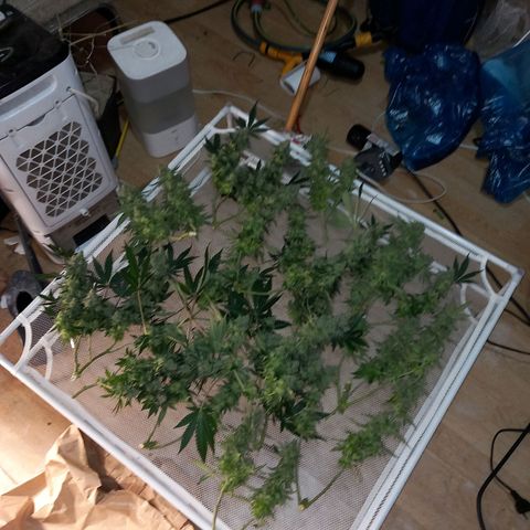 Pineapple skunk growlog timeline photo