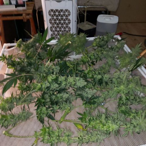Pineapple skunk growlog timeline photo