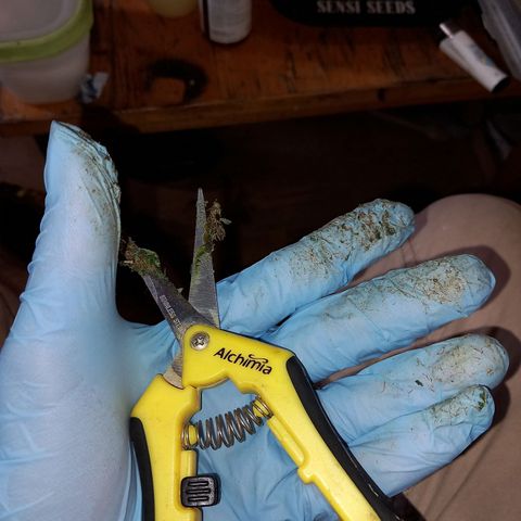 Pineapple skunk growlog timeline photo