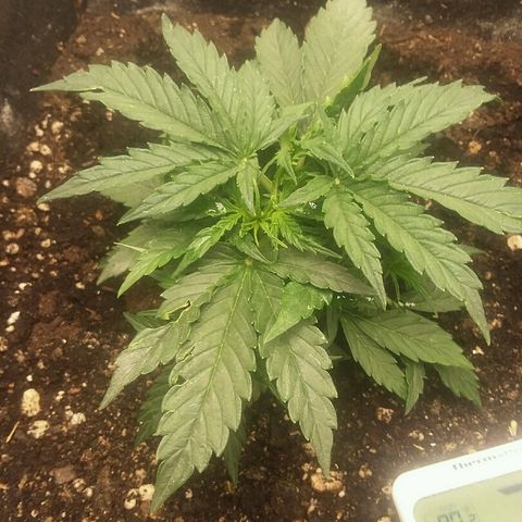 Daisy growlog timeline photo