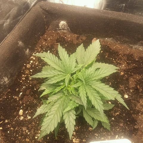 Daisy growlog timeline photo