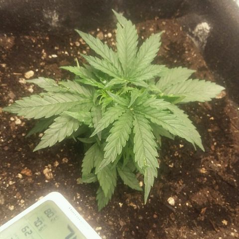 Daisy growlog timeline photo