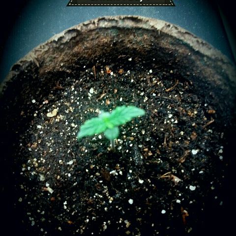 Daisy growlog timeline photo