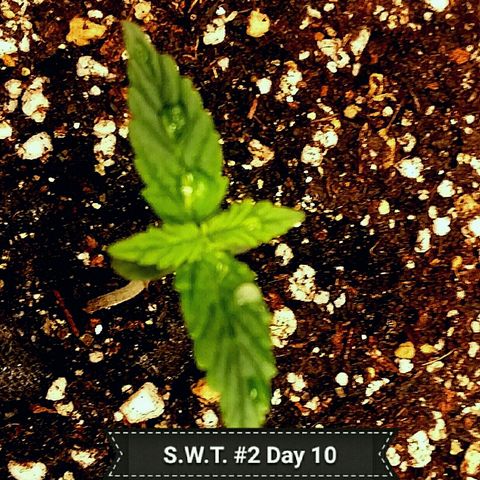 Daisy growlog timeline photo