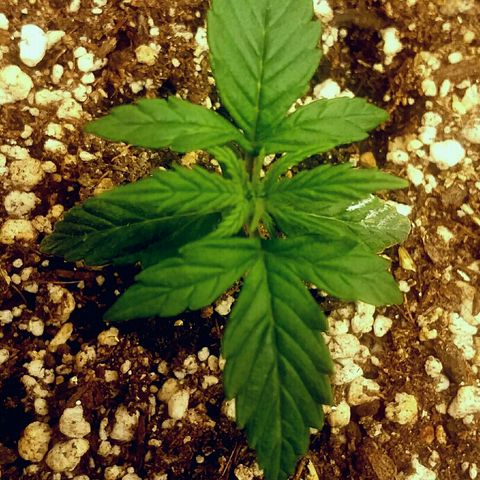 Daisy growlog timeline photo
