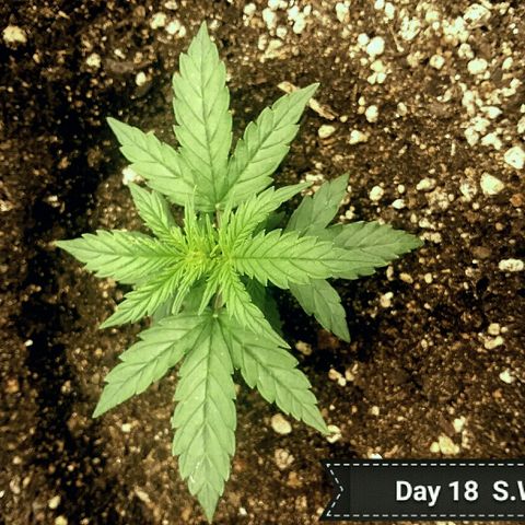 Daisy growlog timeline photo