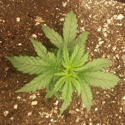 Daisy growlog timeline photo