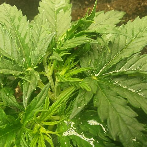 Daisy growlog timeline photo