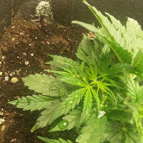 Daisy growlog timeline photo