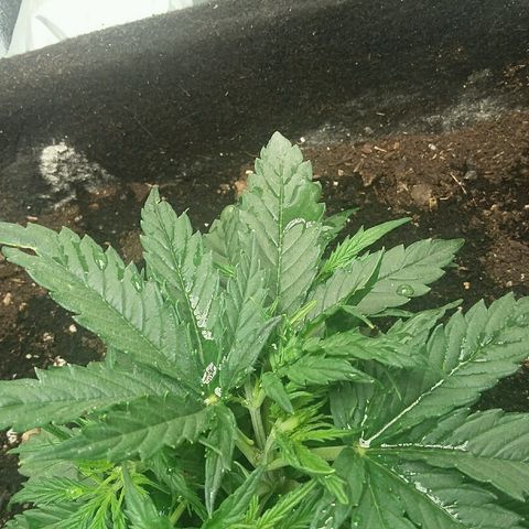 Daisy growlog timeline photo