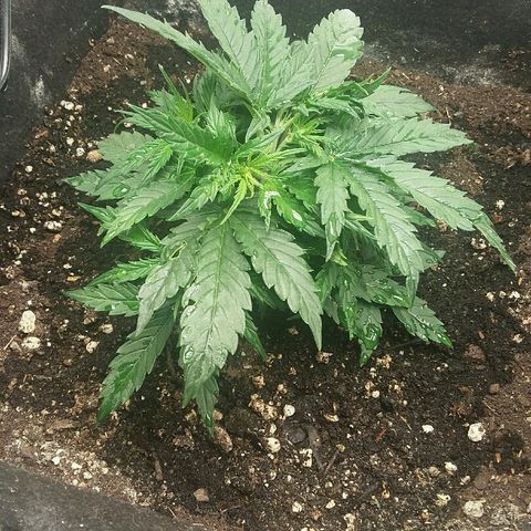 Daisy growlog timeline photo