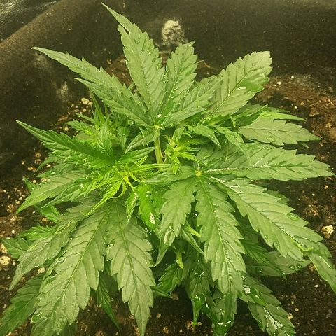 Daisy growlog timeline photo