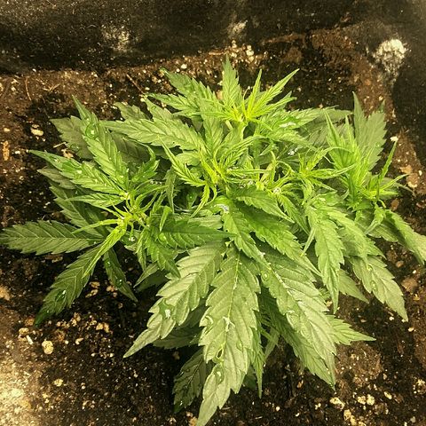 Daisy growlog timeline photo