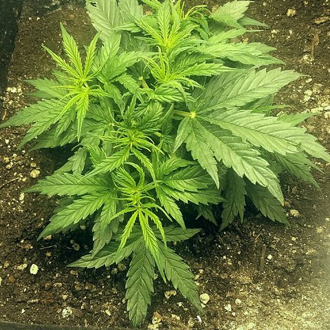Daisy growlog timeline photo