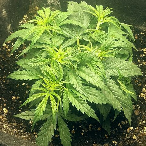 Daisy growlog timeline photo