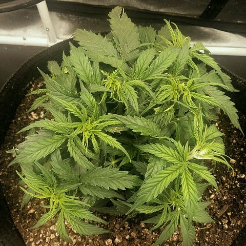 Daisy growlog timeline photo