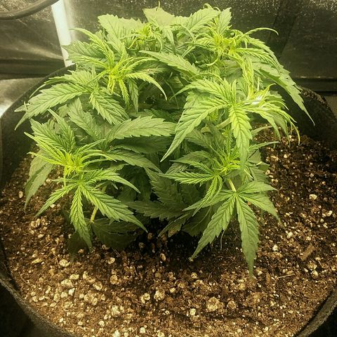 Daisy growlog timeline photo