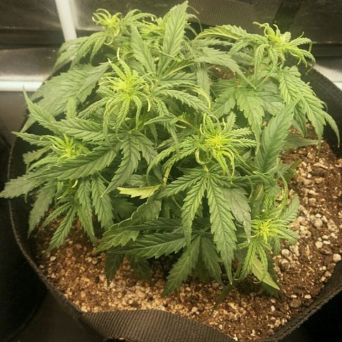 Daisy growlog timeline photo
