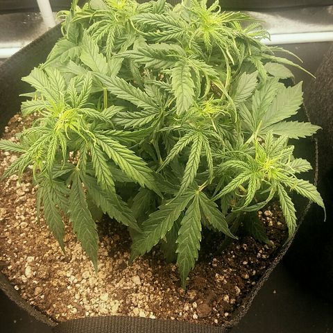 Daisy growlog timeline photo