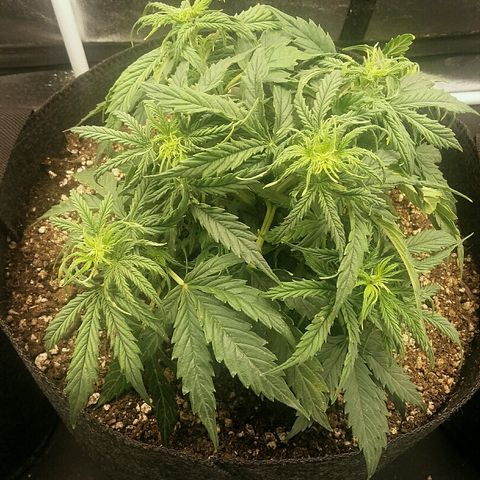 Daisy growlog timeline photo