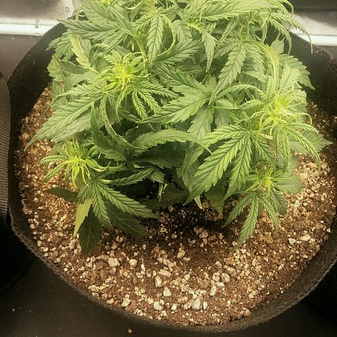 Daisy growlog timeline photo