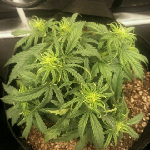 Daisy growlog timeline photo