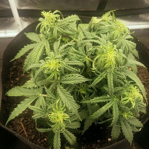Daisy growlog timeline photo