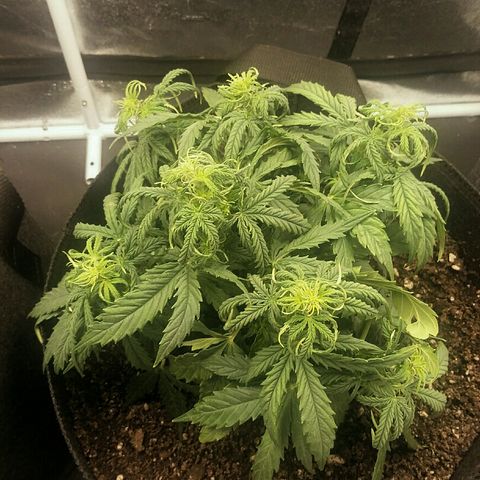 Daisy growlog timeline photo