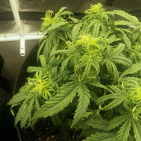 Daisy growlog timeline photo
