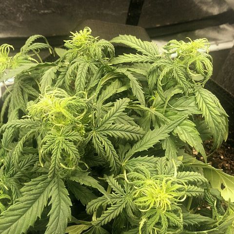 Daisy growlog timeline photo