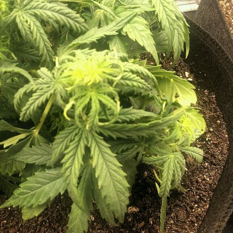 Daisy growlog timeline photo