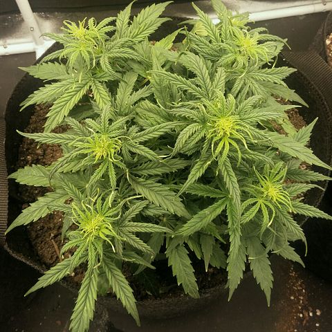 Daisy growlog timeline photo