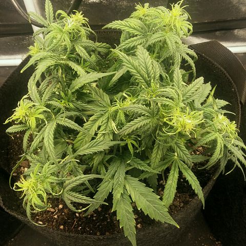 Daisy growlog timeline photo