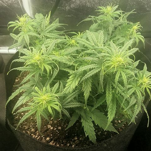 Daisy growlog timeline photo