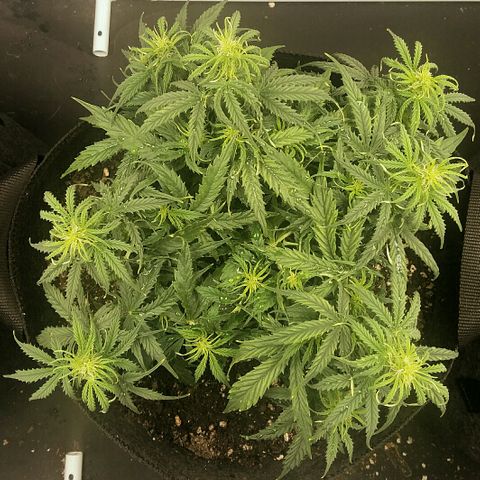 Daisy growlog timeline photo