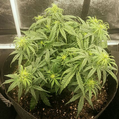 Daisy growlog timeline photo