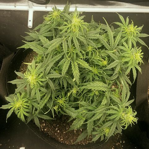 Daisy growlog timeline photo