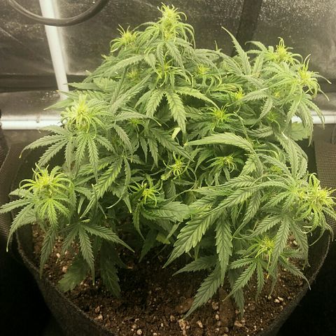 Daisy growlog timeline photo