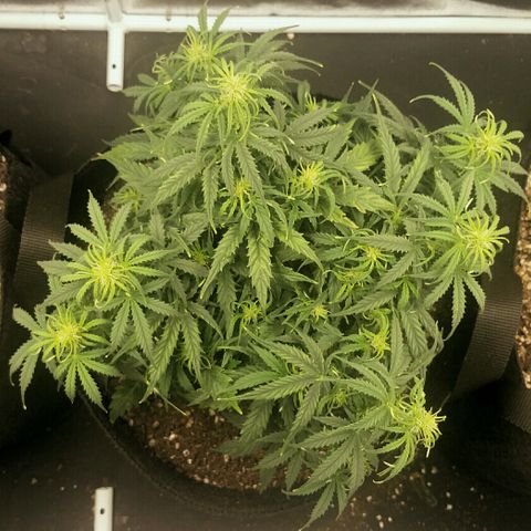 Daisy growlog timeline photo