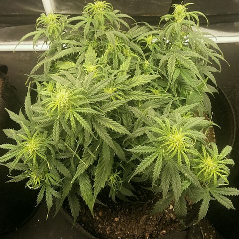 Daisy growlog timeline photo