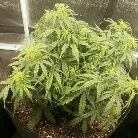 Daisy growlog timeline photo