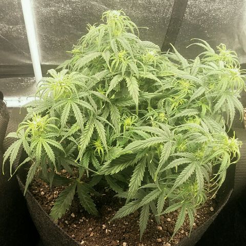 Daisy growlog timeline photo
