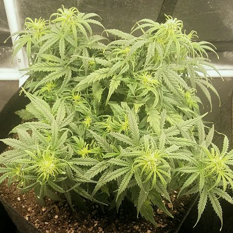 Daisy growlog timeline photo