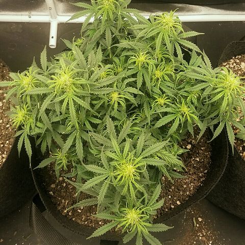Daisy growlog timeline photo