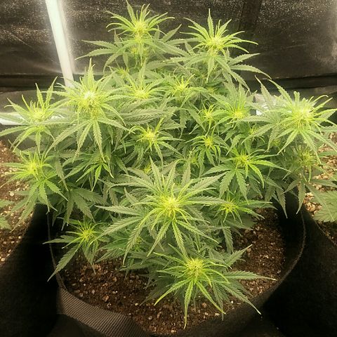 Daisy growlog timeline photo
