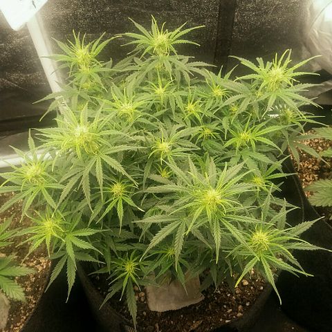 Daisy growlog timeline photo