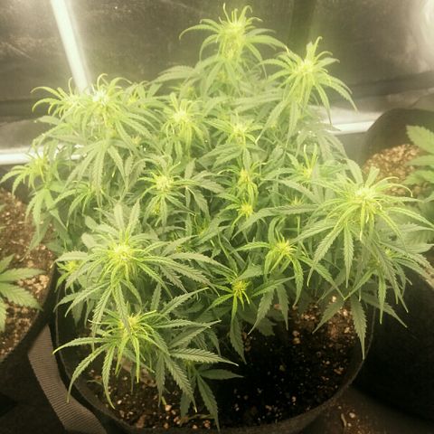 Daisy growlog timeline photo