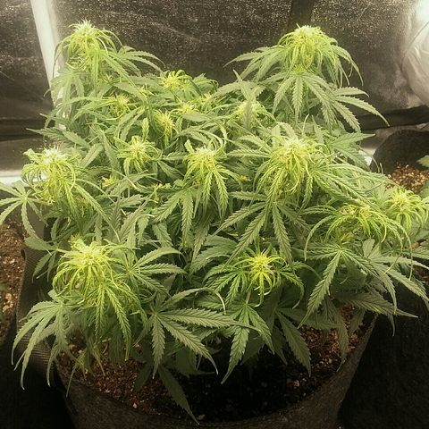 Daisy growlog timeline photo