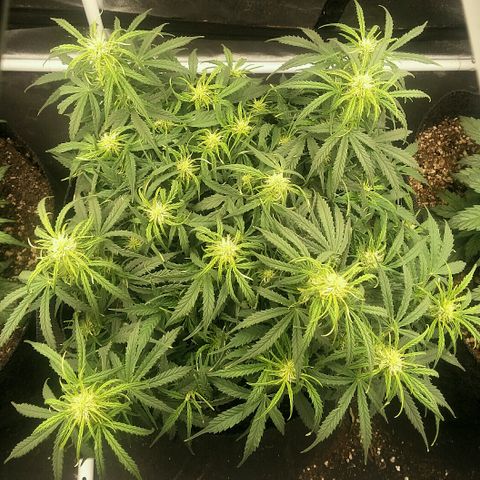 Daisy growlog photo: 2 a.m. 