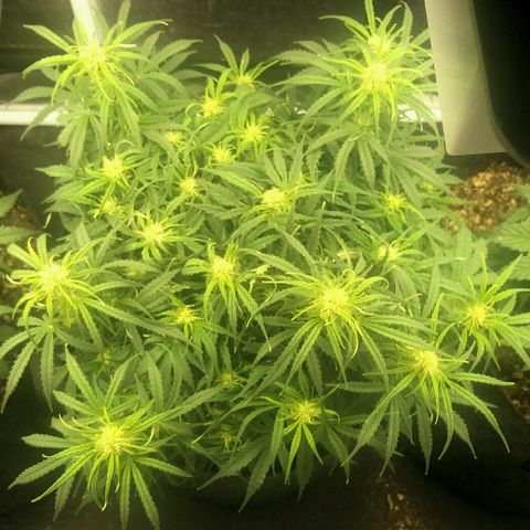Daisy growlog timeline photo